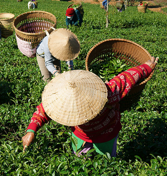 coffee farming about